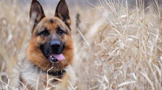 fonds d'écran gratuits