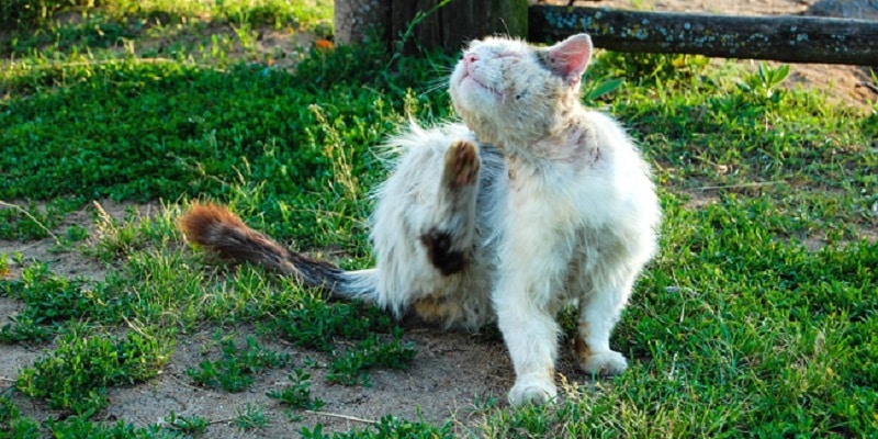 comment traiter un chaton contre les puces
