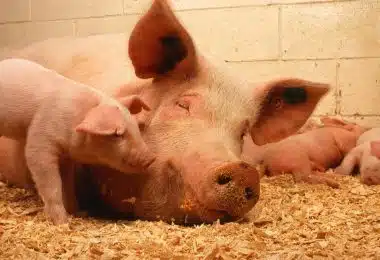Alimentation sèche du porc : comment choisir l'alternative qui convient ?