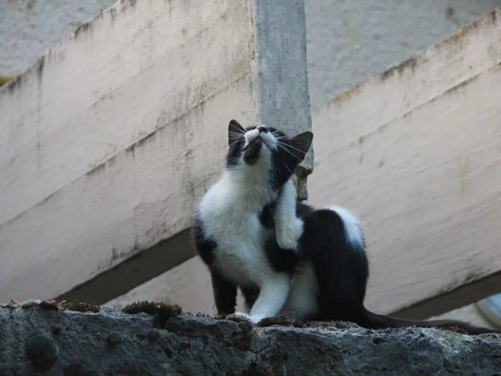 enlever les puces d’un chaton naturellement