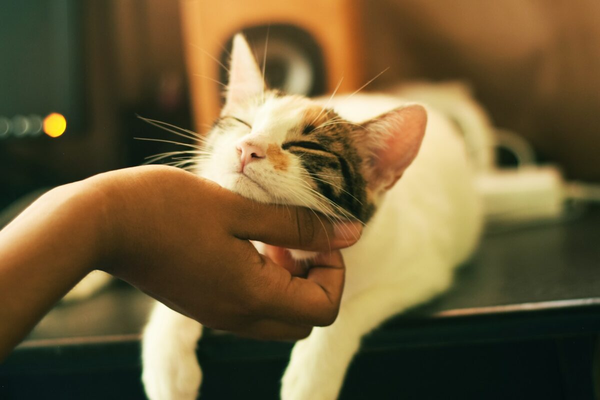 un chat blanc et gris
